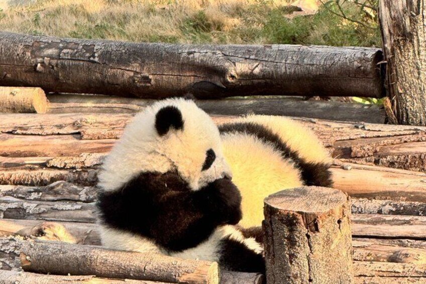 Chengdu Panda Base Half-Day Private Tour 1