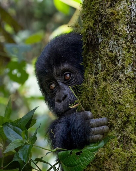 A gorilla peeking from behind a moss-covered tree trunk in a lush forest. 5