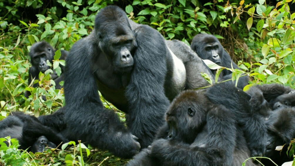Gorillas in a lush green forest. 1