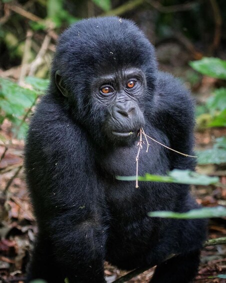A gorilla with dark fur and orange eyes in a forested area. 3