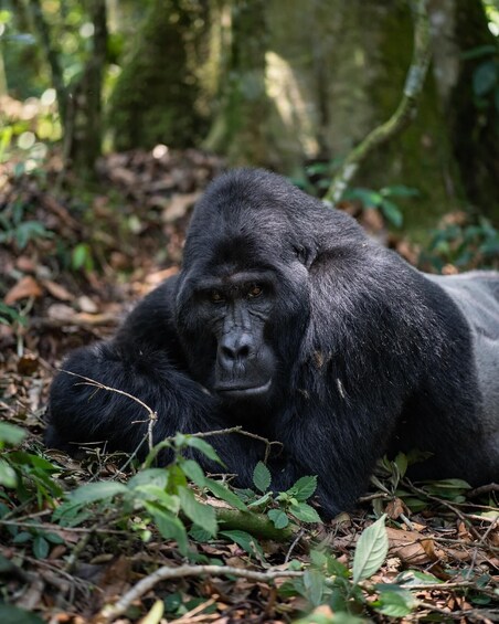 A gorilla lying on the forest floor surrounded by foliage. 2
