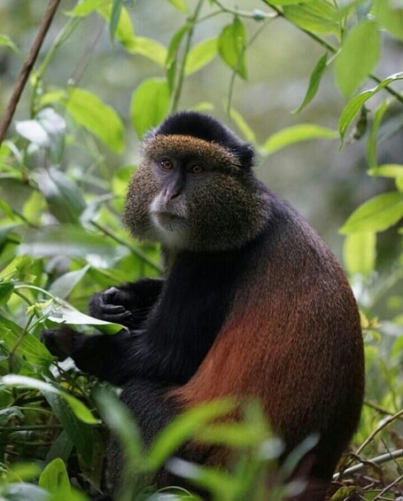 A monkey sitting amidst green foliage. 4