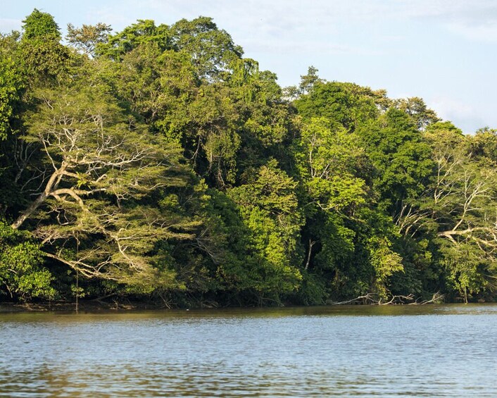 A dense forested shoreline with a calm body of water. 2