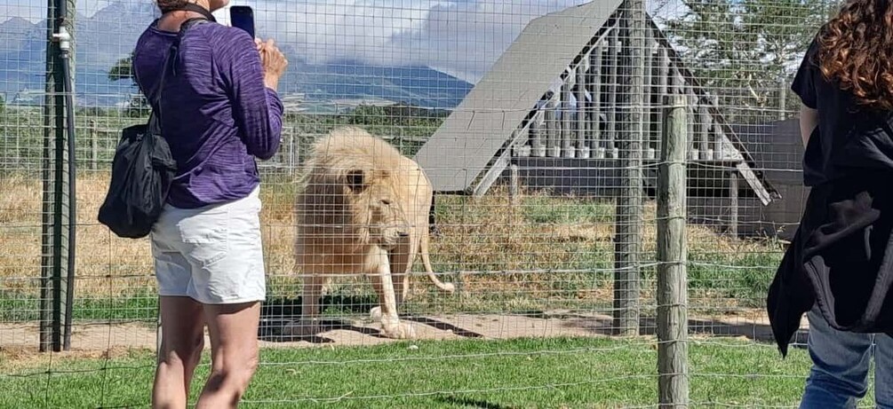 En lejon bakom ett stängsel i en djurpark, med en gräsyta och en byggnad i bakgrunden. 2