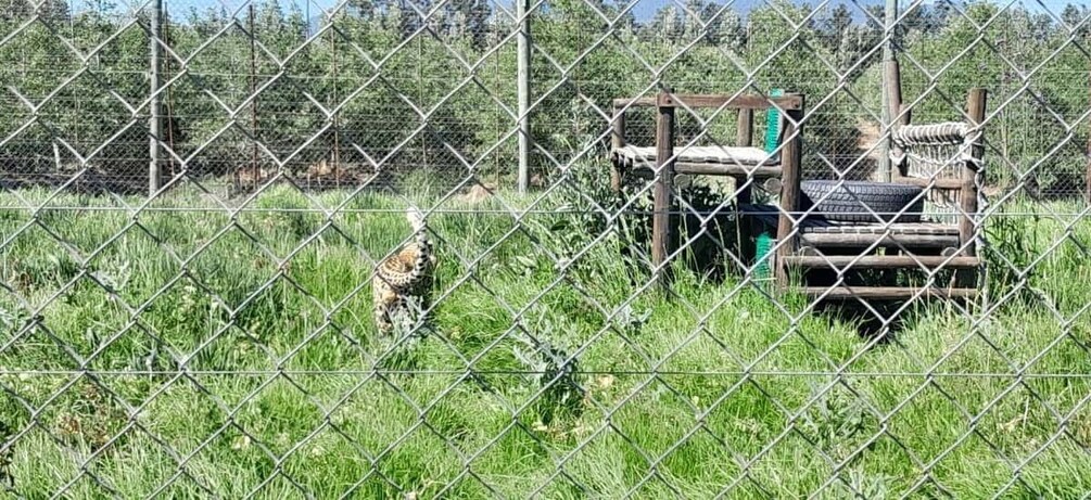 En tiger i ett inhägnat område med gräs, och en träkonstruktion syns i bakgrunden. 3