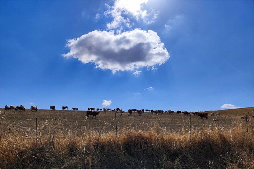 A herd of cattle grazing on a grassy field under a clear blue sky. 2