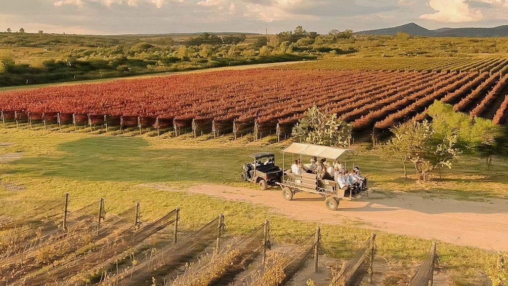 Wine tour and tasting at Vinícola Tierra de Luz 1