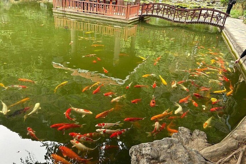 Ein Teich mit Koi-Karpfen, einer Brücke und einer Holzkonstruktion. 5