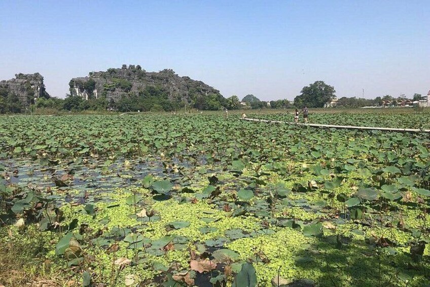 Ein Lotus-Teich mit einer großen Felsformation im Hintergrund. 3