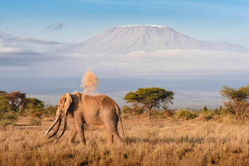 An elephant in a grassy field with a mountain in the background. 2