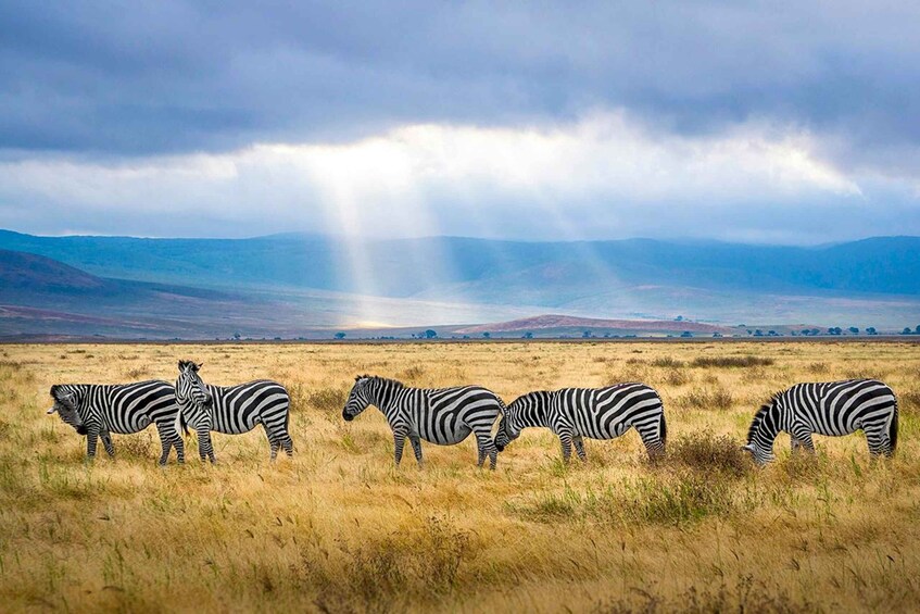 Zebras grazing in a field with a cloudy sky and distant hills. 5