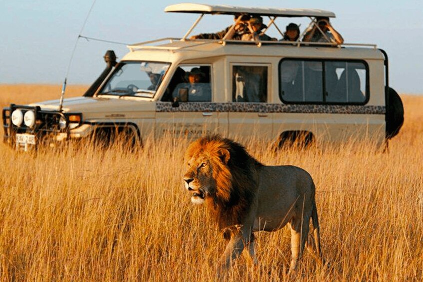 A safari vehicle with passengers and a lion in tall grass. 1
