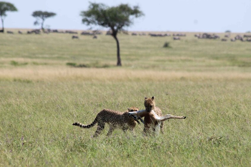 Cheetahs in a grassy savannah with a tree in the background. 1