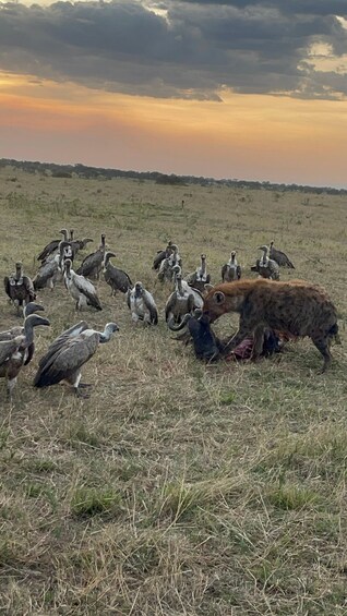 Vultures feeding on a carcass in a grassy field with a sunset in the background. 5