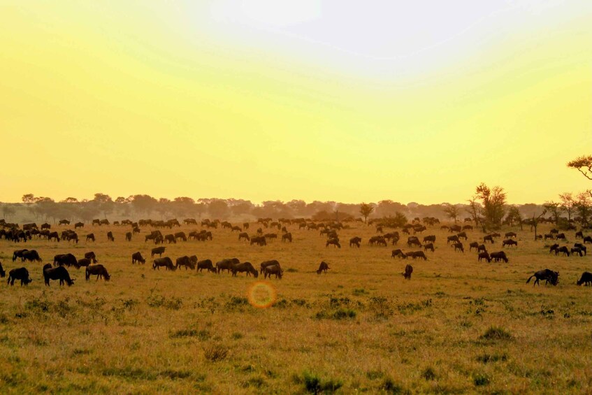 A herd of cattle grazing in a field during sunset. 3