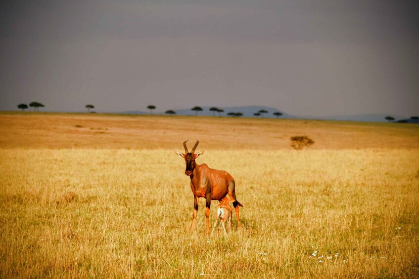 A kudu in a grassy savanna with sparse trees in the background. 2