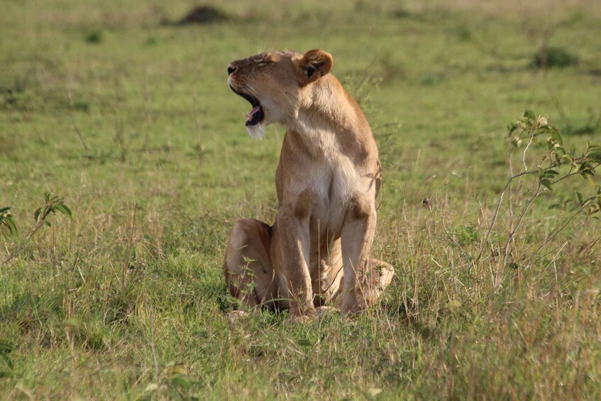 A lion sitting in a grassy field. 4