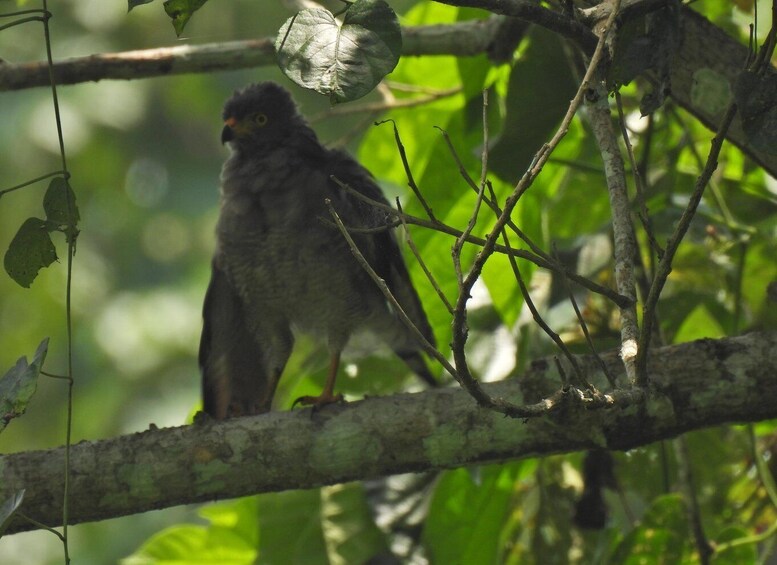 A bird perched on a branch in a forest. 5
