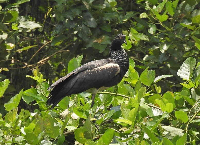 A black bird perched among green foliage. 3