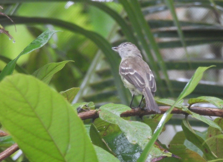 A small bird perched on a branch amidst green foliage. 4