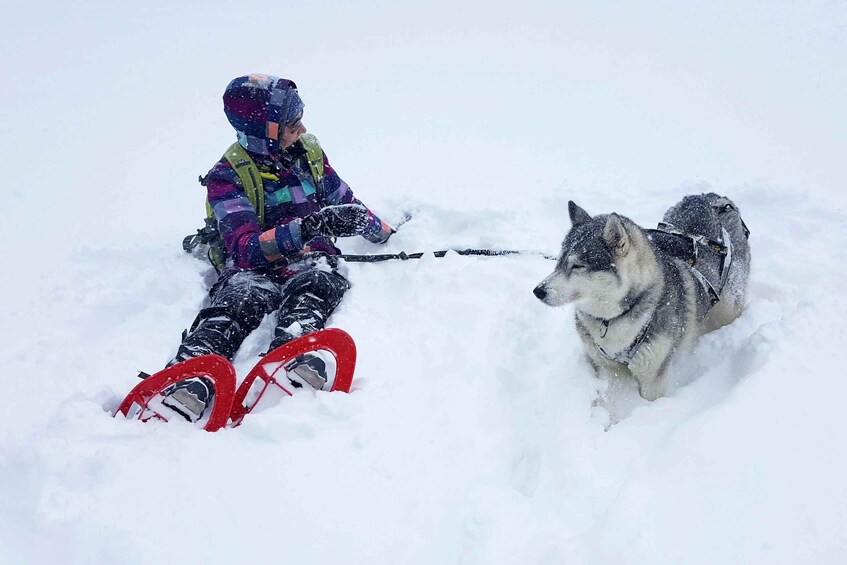A person sitting in the snow with a sled dog. 5