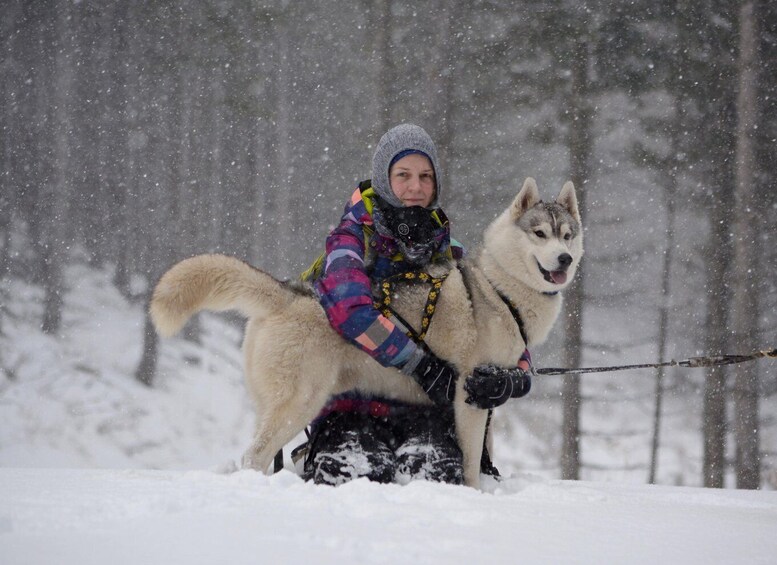 A person riding a sled pulled by a husky in a snowy forest. 3