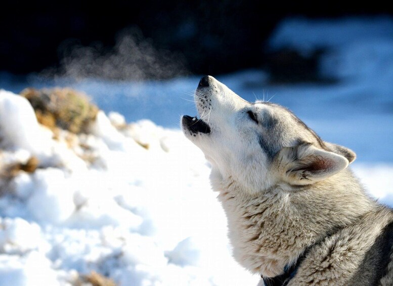 A wolf howling in a snowy landscape. 2