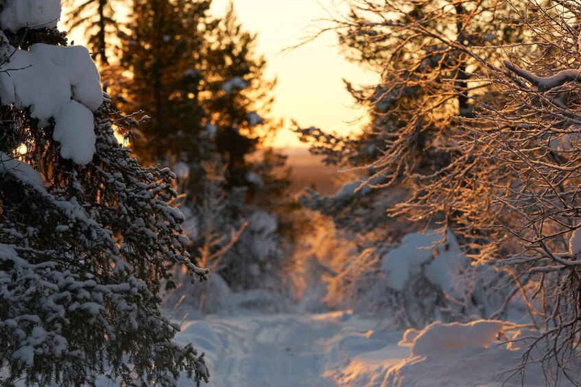 A snow-covered forest path during sunset. 4