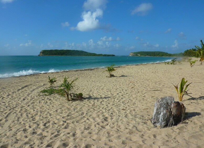 A sandy beach with small palm trees and a large rock in the foreground. 2