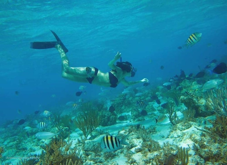 A diver swimming underwater with a variety of fish and coral reefs. 4