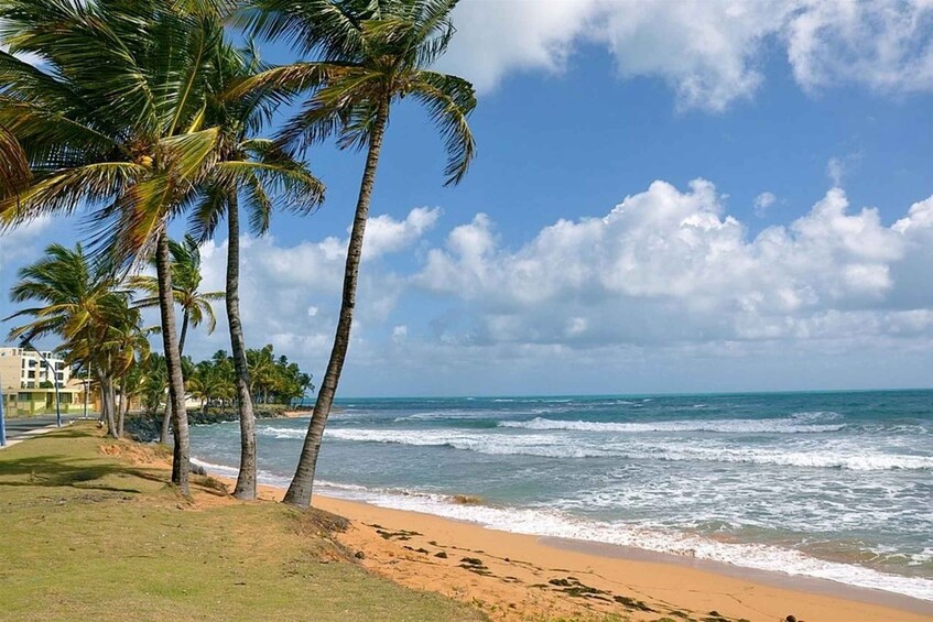 A beach with palm trees, ocean waves, and a clear sky. 5