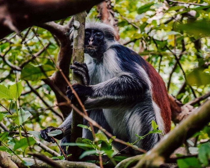 A monkey with white and black fur sitting on a tree branch surrounded by green foliage. 1