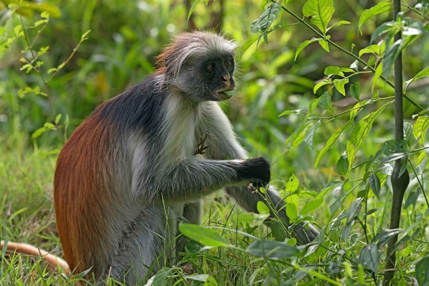 A monkey with reddish-brown fur and grey face, sitting among green foliage. 2