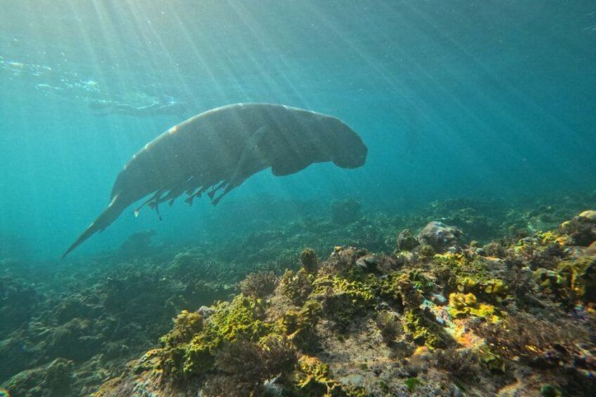 Coron Island Adventure Snorkeling Dugong Watching and More 5