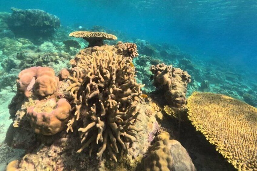 Coron Island Adventure Snorkeling Dugong Watching and More 5