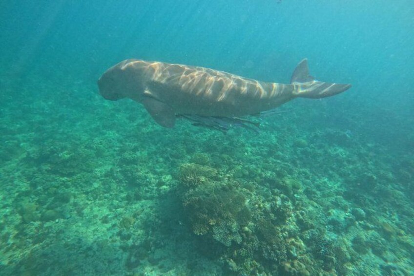 Coron Island Adventure Snorkeling Dugong Watching and More 2