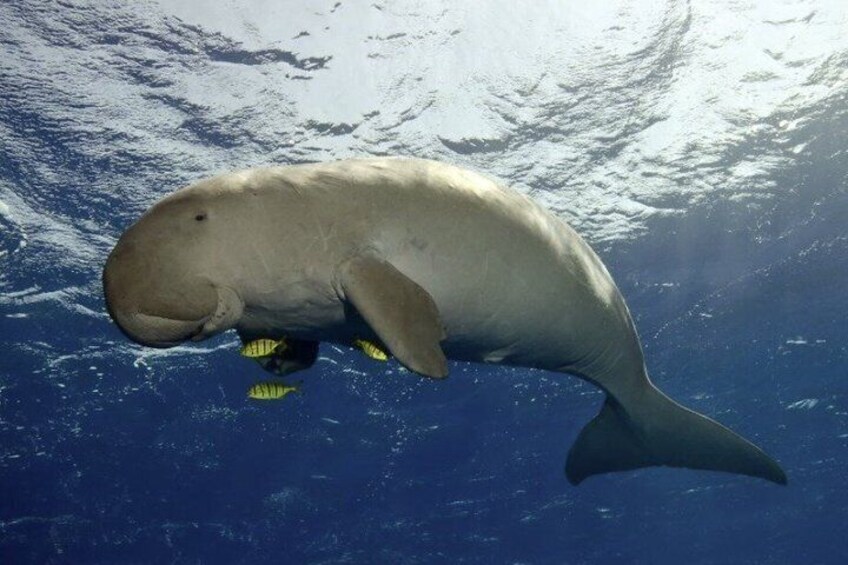 Coron Island Adventure Snorkeling Dugong Watching and More 1
