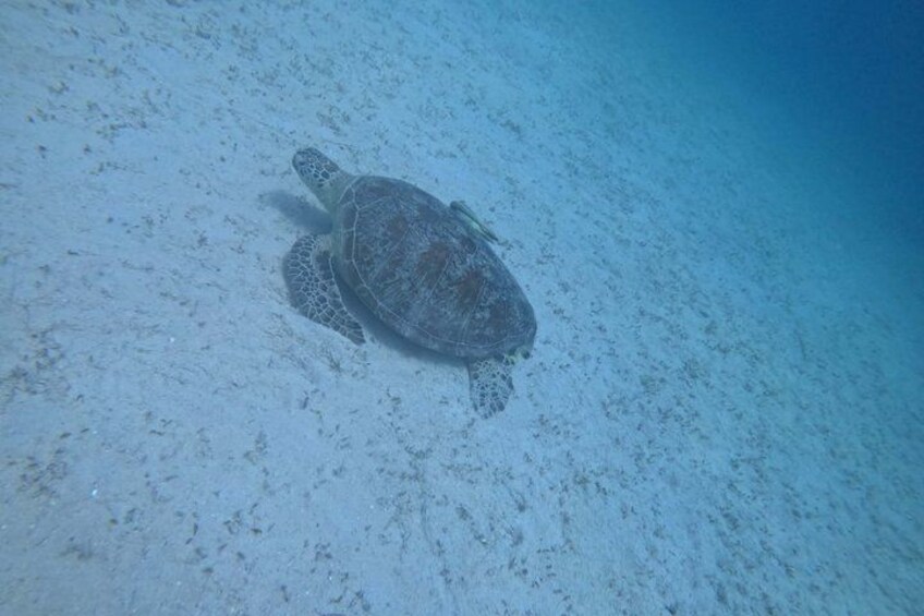 Coron Island Adventure Snorkeling Dugong Watching and More 3