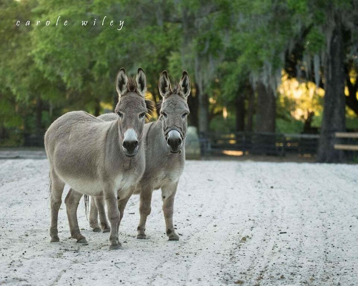 Two donkeys on a sandy path with trees in the background. 2