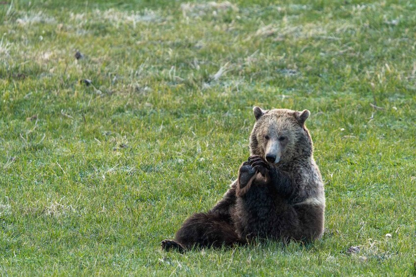 A bear sitting on grass. 1