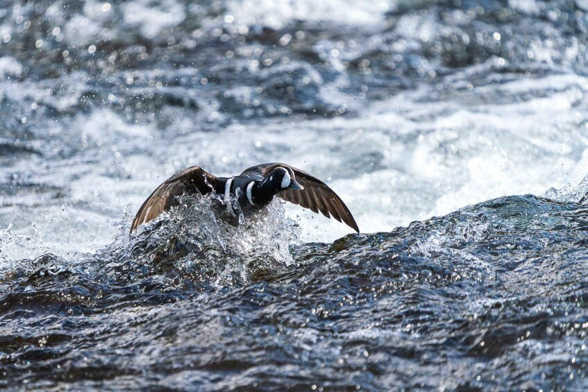 A bird in flight over a body of water. 3