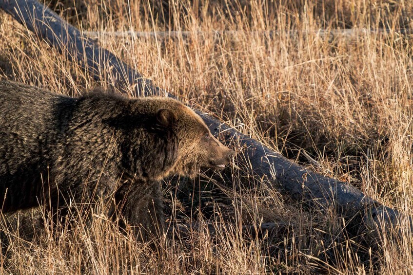 A bear in a grassy field. 5