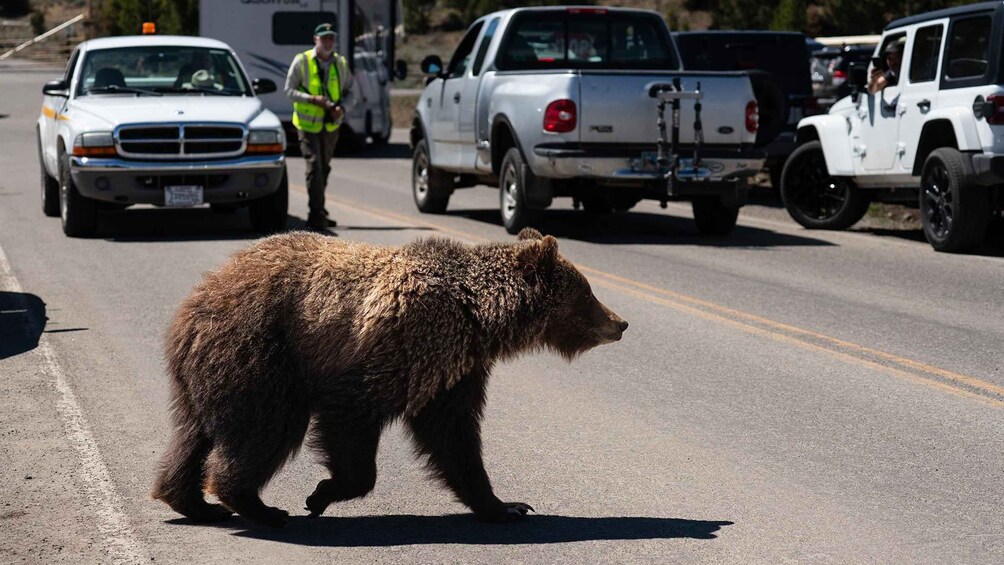 A bear crossing a road with vehicles and a person in safety gear. 2