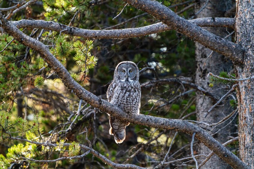 An owl perched on a tree branch in a forest. 4