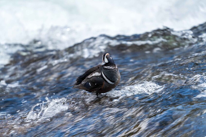 A bird standing in a flowing river. 2