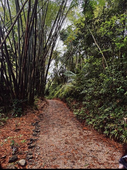 A forest trail with bamboo and dense foliage. 3