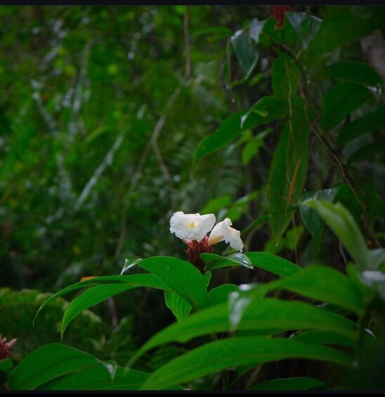 A white flower with green leaves in a lush green forest. 2