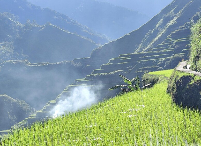 Terraced rice fields, a narrow path, and a banana plant. 3