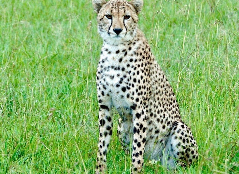 A cheetah sitting in tall grass. 1
