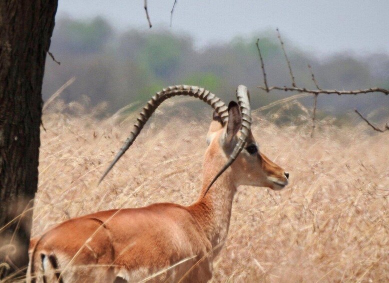 An antelope with long, curved horns in a dry grassland with sparse trees. 3